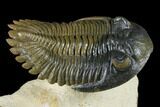 Flying Hollardops Trilobite With Cyphaspis - Orange Eyes! #174894-3